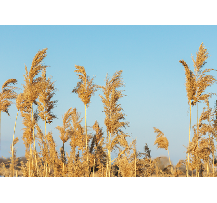Wall mural nature golden grasslands - TenStickers