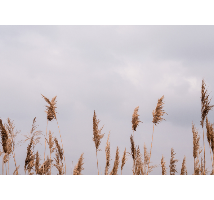 Pampass grass foggy view nature wall mural - TenStickers