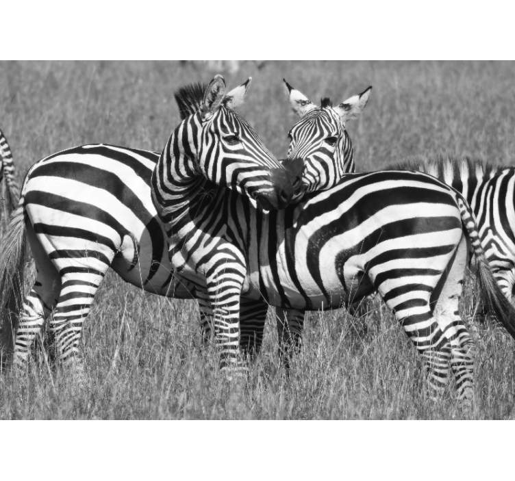 Beautiful Hugging Zebra's  africa wall mural - TenStickers