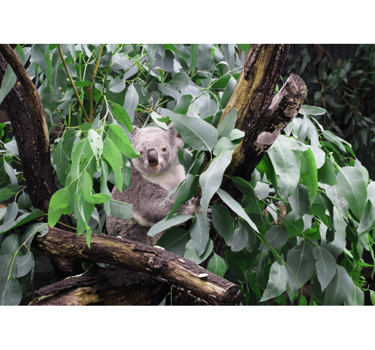 Animals wall mural koala in leaves - TenStickers