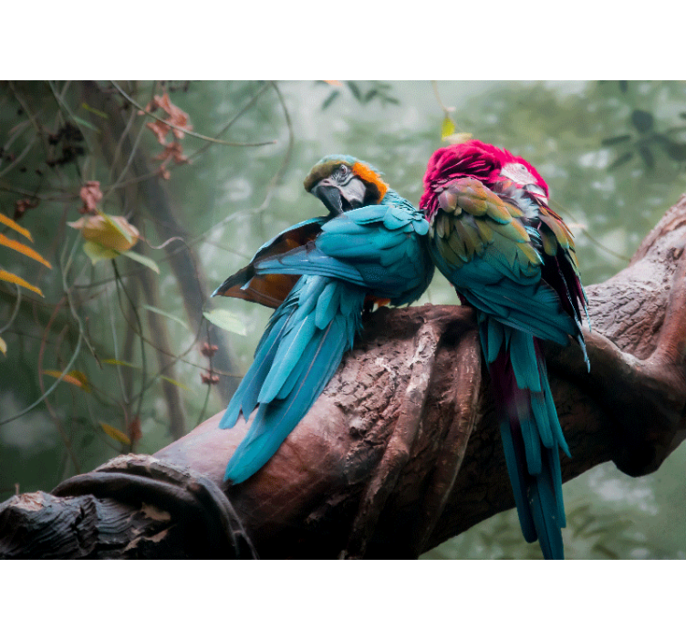 Stunning Wild Parrots africa wall mural - TenStickers