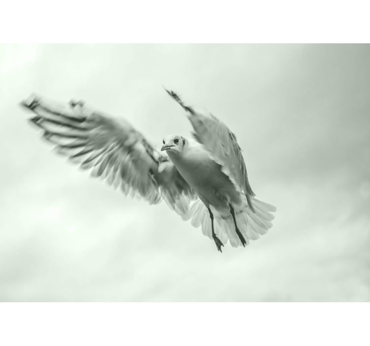 Animals wall mural flying white bird - TenStickers
