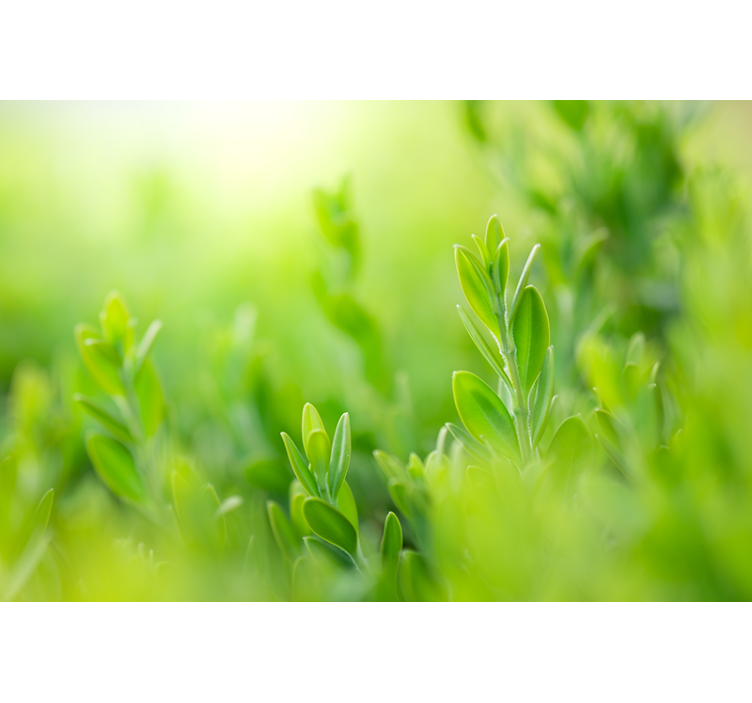 Wall mural nature lush greenery detail - TenStickers