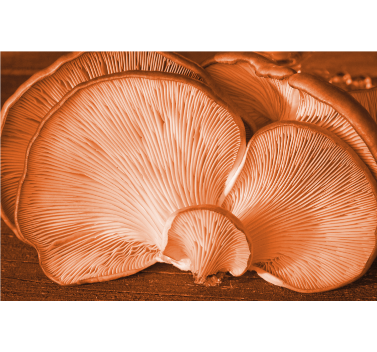 Flower wall mural mushroom texture design - TenStickers