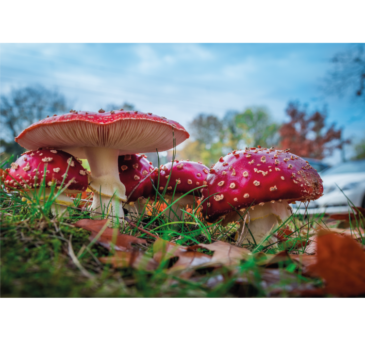 Wall mural nature red mushroom cluster - TenStickers