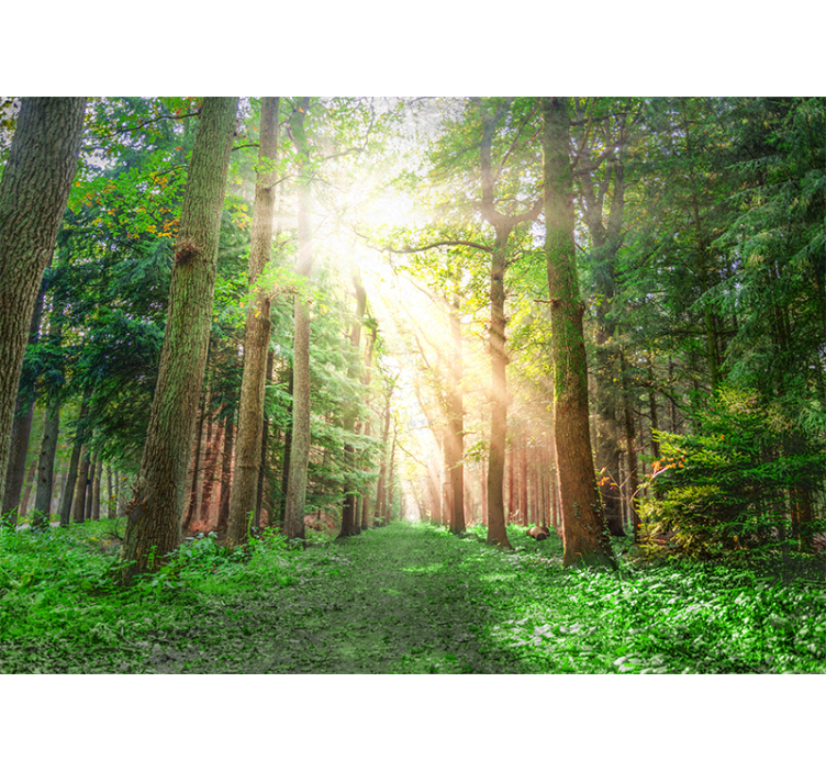 Sunray trees Forest Wall Mural - TenStickers