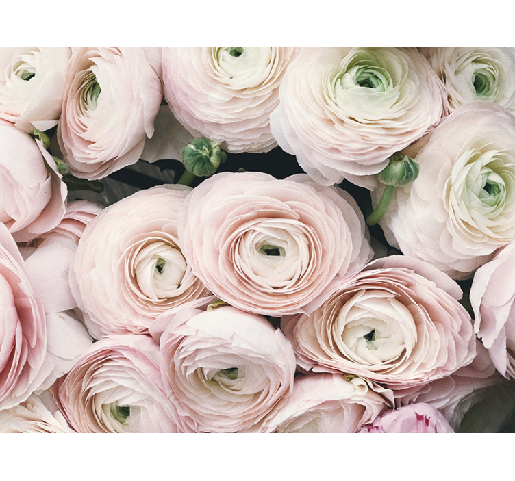 Flower wall mural delicate ranunculus blooms - TenStickers