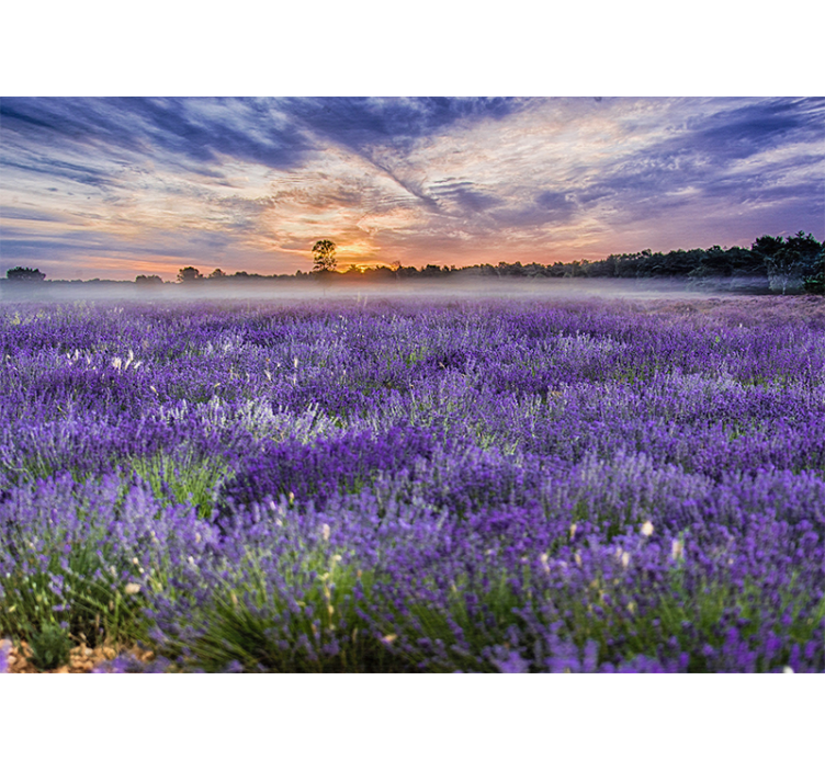 Lavender field twilight flower wall mural - TenStickers