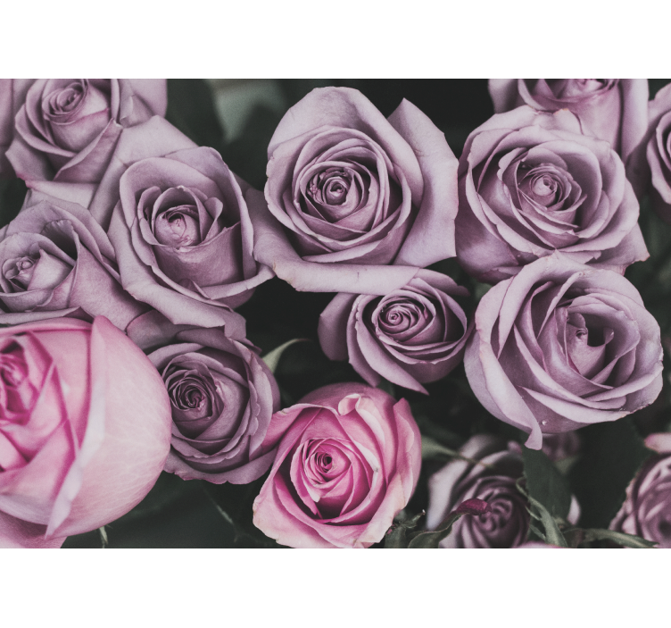 Elegant style pink roses design wall mural - TenStickers