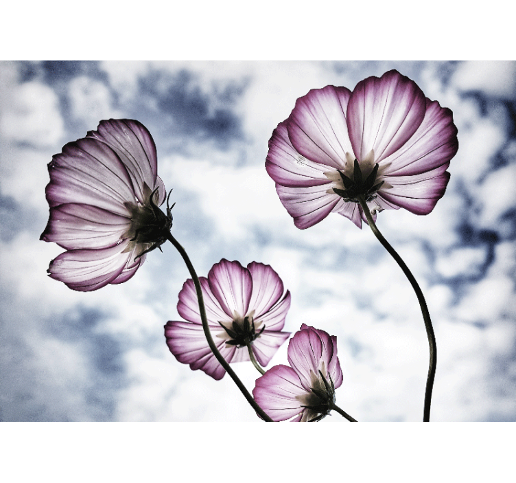 Elegant purple cosmos flower  wall mural - TenStickers