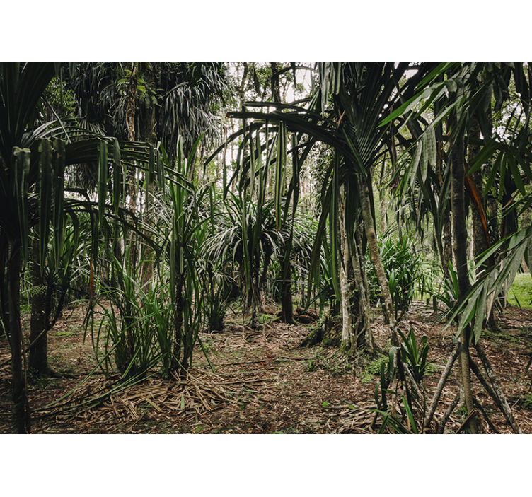 Tropical Forest with Dephts tree mural - TenStickers