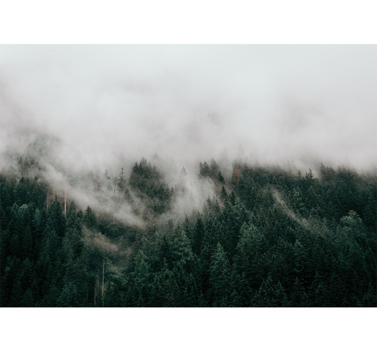 Forest wall mural foggy forest landscape - TenStickers