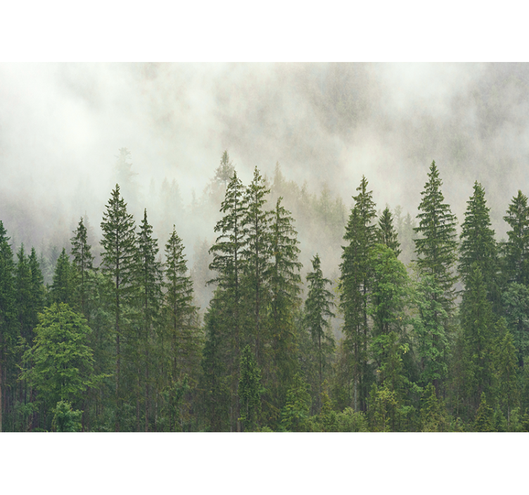 Forest wall mural hazy woodland view - TenStickers