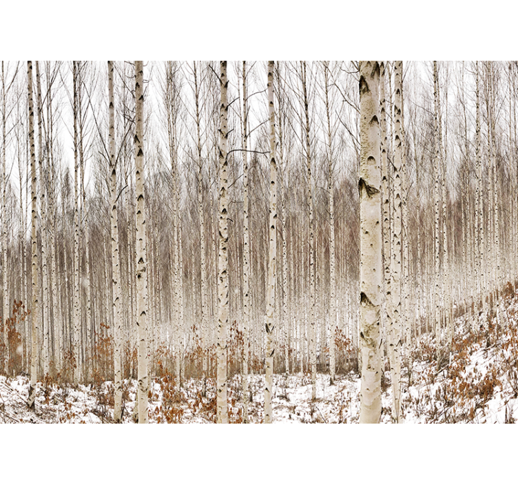Young Birch Trees tree mural - TenStickers