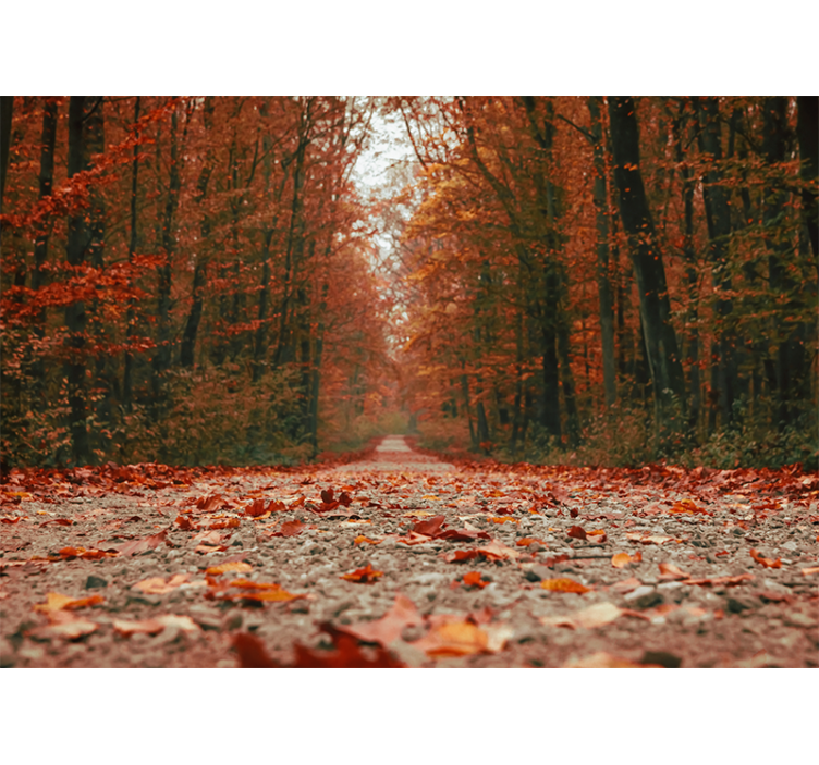 Forest wall mural autumn pathway trail - TenStickers