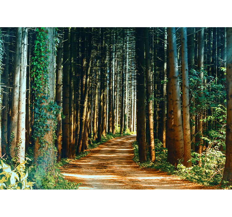 Beautiful nature path tree mural - TenStickers