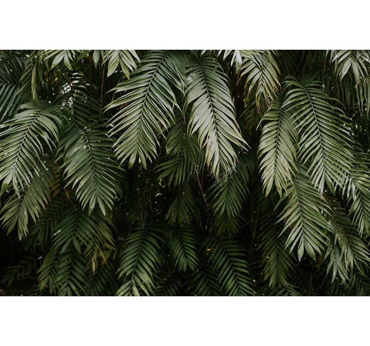 Wall mural nature tropical greenery - TenStickers