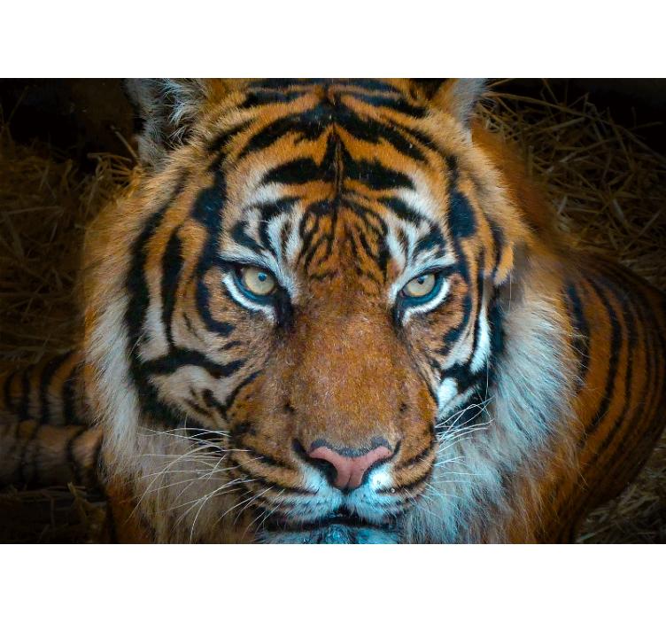 Animals wall mural regal tiger illustration - TenStickers