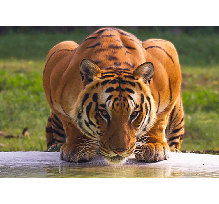 Animals wall mural regal tiger pose - TenStickers