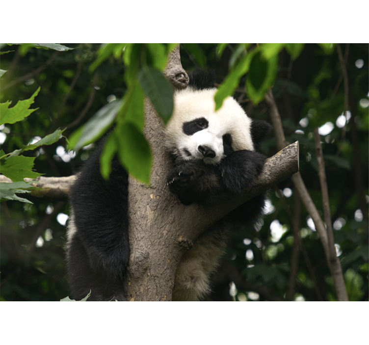 Animals wall mural panda resting on a tree - TenStickers