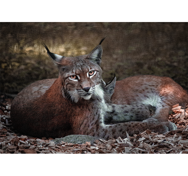 Animals wall mural lynx sleeping pair - TenStickers
