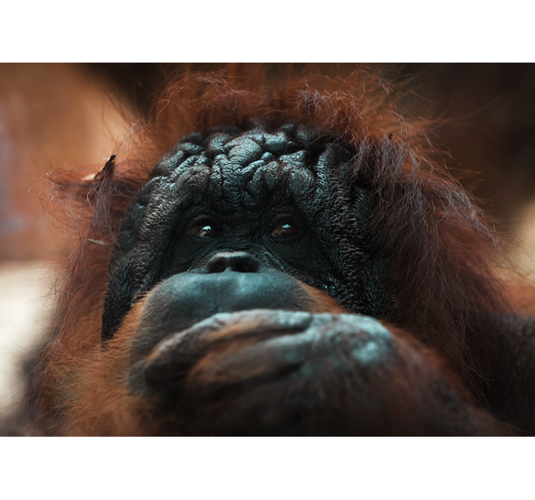 Animals wall mural orangutan's reflective stare - TenStickers