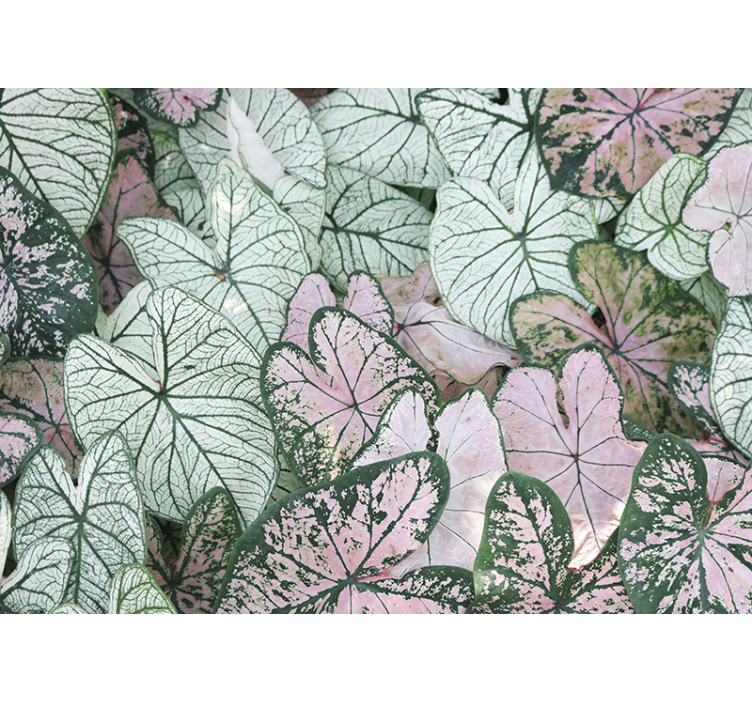 White and pink tree leaves Wall Mural - TenStickers