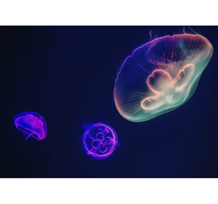 Multicolored Jellyfishes animal wall mural - TenStickers