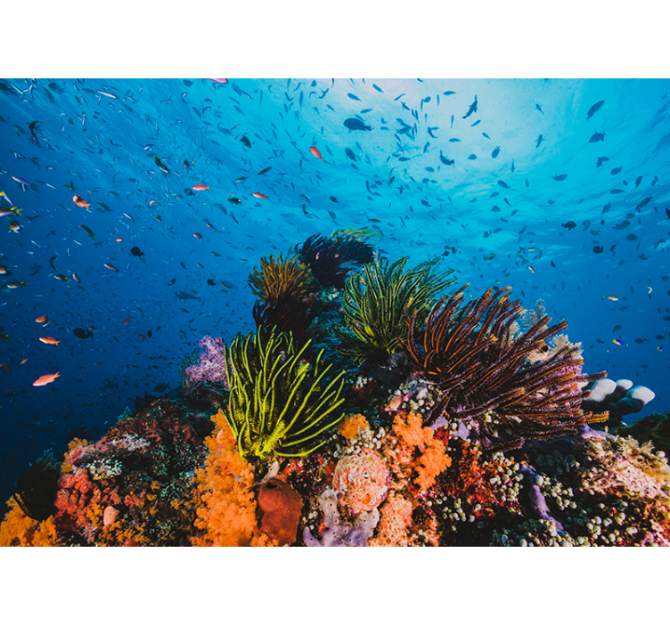 Coral reef under the sea mural - TenStickers