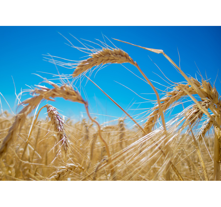 Wall mural nature wheat field scenery - TenStickers