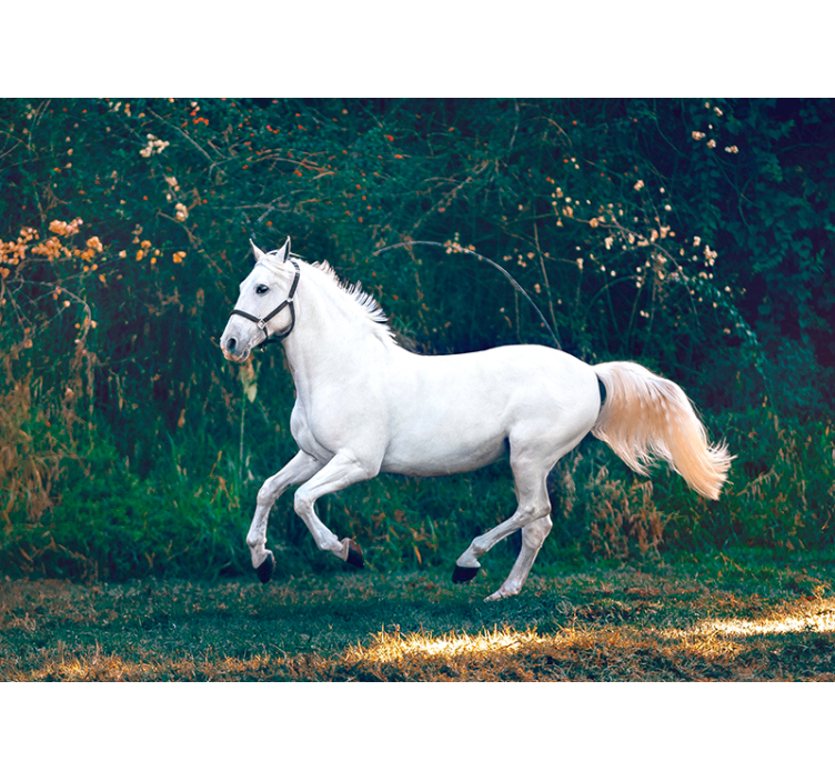 horse running on the grass nature wall mural - TenStickers