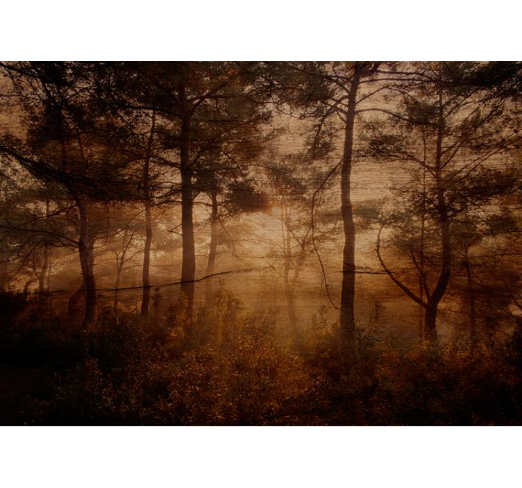 Forest wall mural foggy woodland scene - TenStickers