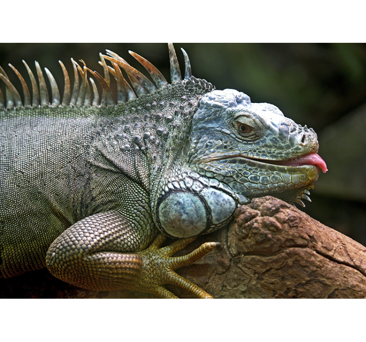 Animals wall mural majestic iguana close-up - TenStickers