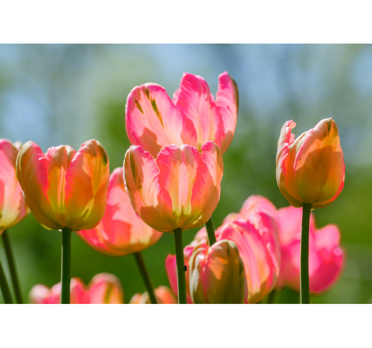 Orange and pink flowers wall mural - TenStickers