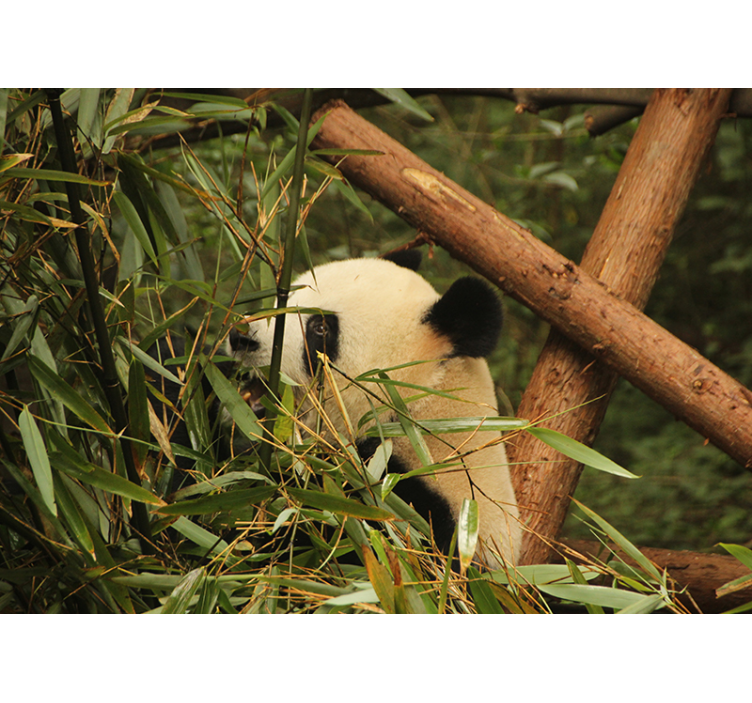 Panda Among Bamboo animals wall mural - TenStickers