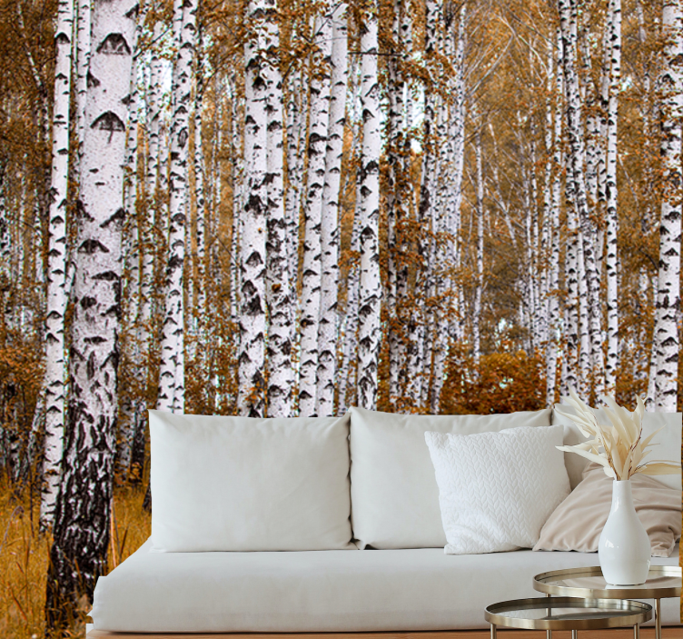Forest wall mural birch tree grove - TenStickers