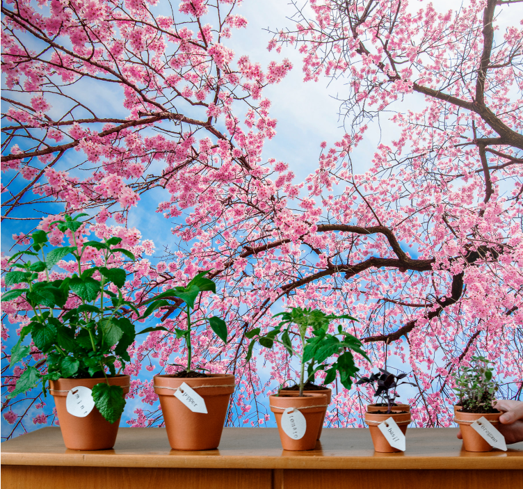 Flower wall mural blooming cherry blossoms - TenStickers