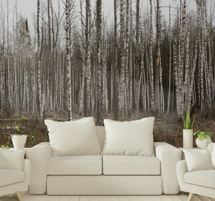 Grey birch forest nature wall mural - TenStickers