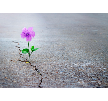 3D Flower Mural Wallpaper - TenStickers