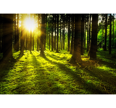 Forest tale Forest Wall Mural - TenStickers