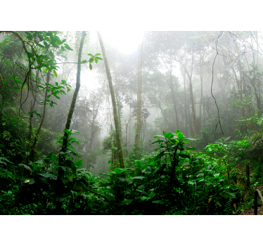 Dark jungle Forest Wall Mural - TenStickers