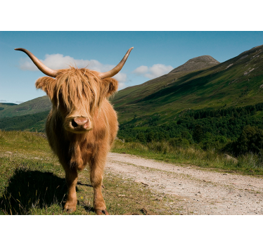 Scottish high lander animal mural wallpaper - TenStickers