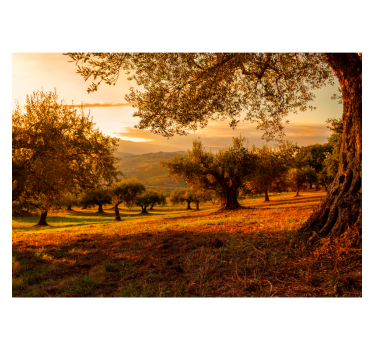 Olive trees landscape wall mural - TenStickers