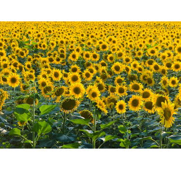 Huge sunflower field mural wallpaper - TenStickers
