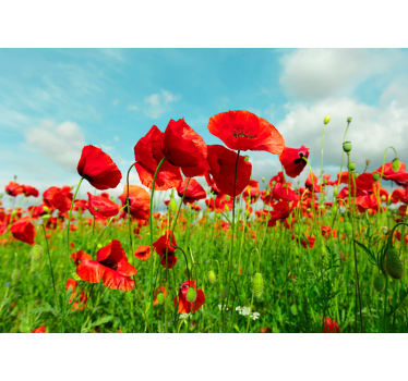 Huge poppy field Poppy Wallpaper Photo - TenStickers