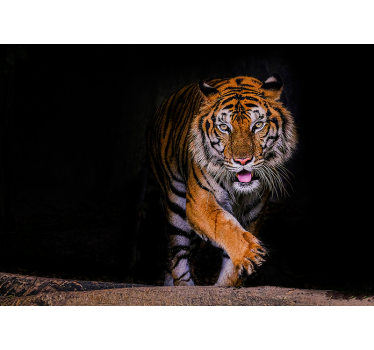 Tiger mural wallpaper - TenStickers