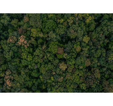 Forest photo  landscape wall mural - TenStickers