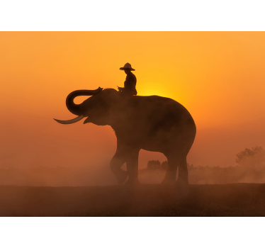 Asian Elephant at sunset mural wallpaper - TenStickers