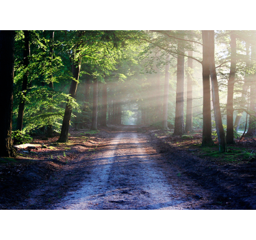 Sun lit road in a forest tree wall mural - TenStickers