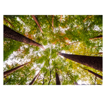 Big trees in woodland landscape wall mural - TenStickers